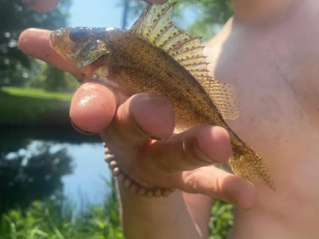 Kaulbarsch