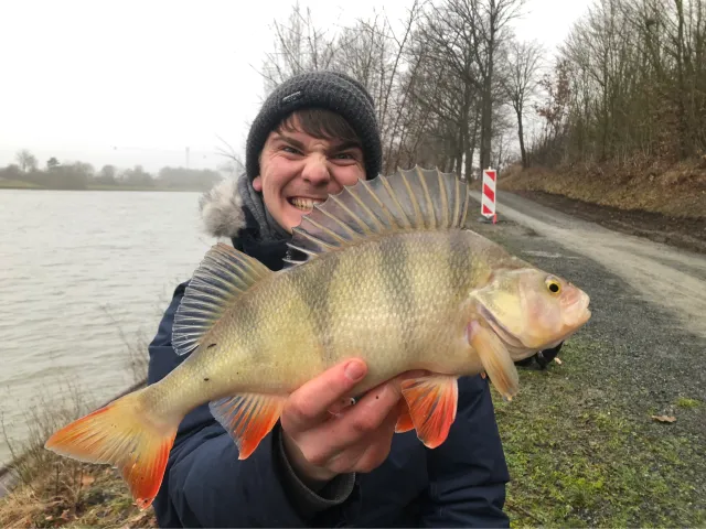 Flussbarsch