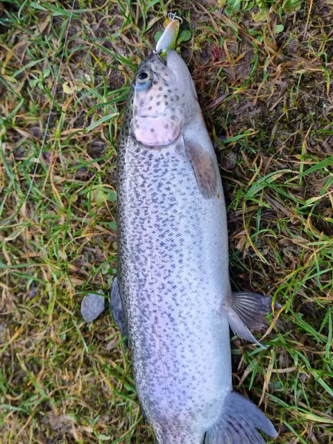 Regenbogenforelle