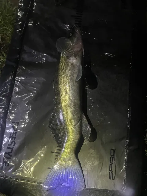 Zander