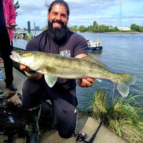 Zander