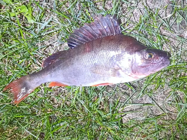 Flussbarsch