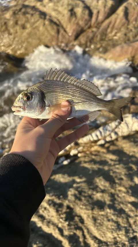 Dorade