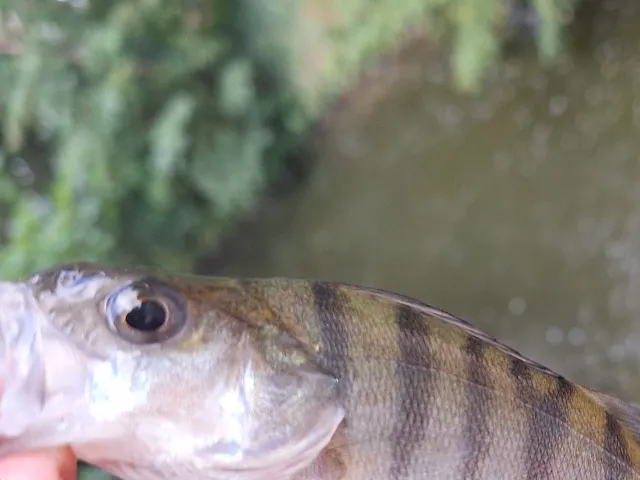 Flussbarsch
