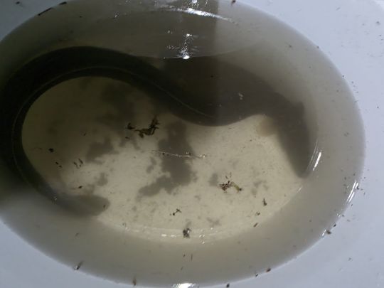 Aal