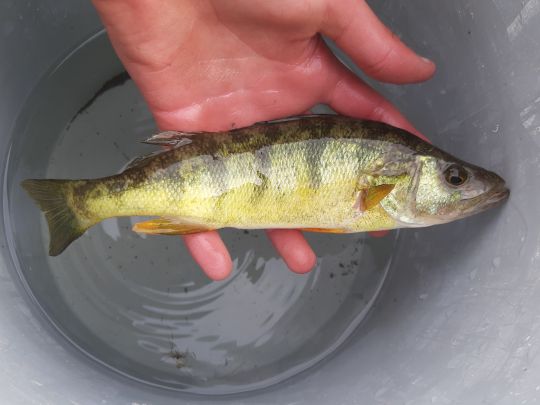 Flussbarsch
