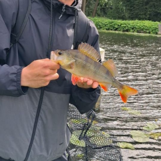 Flussbarsch