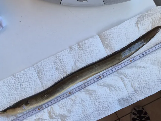 Aal