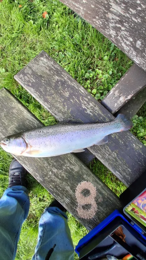 Regenbogenforelle