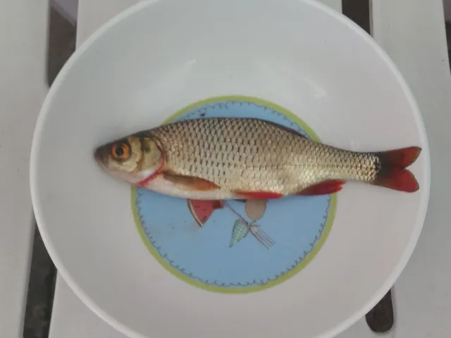 Rotfeder