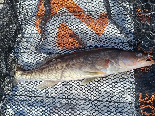 Zander