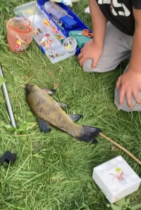 Schleie