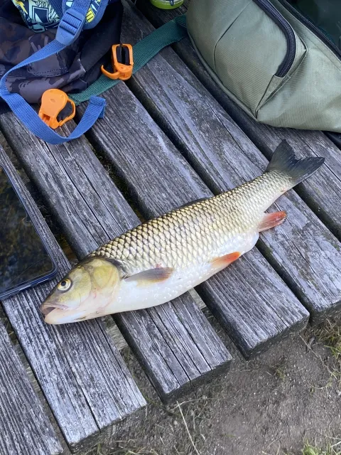 Döbel