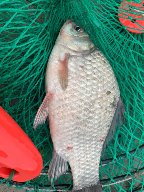 Karausche