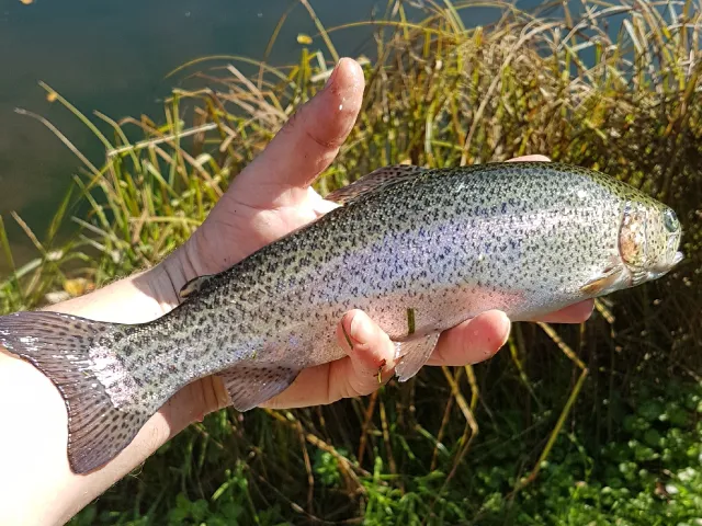 Regenbogenforelle
