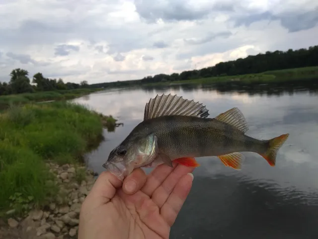 Flussbarsch