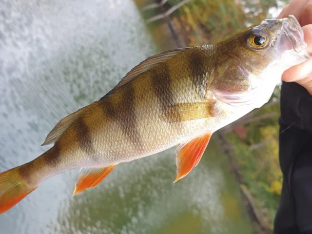 Flussbarsch