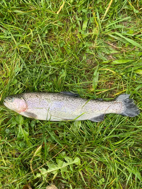 Regenbogenforelle