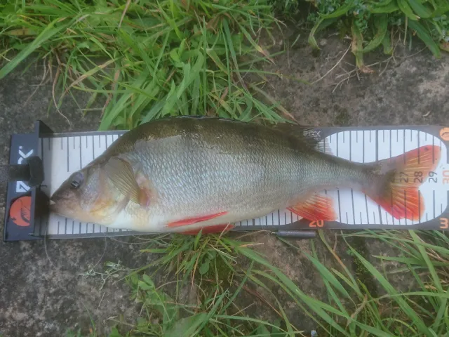 Flussbarsch