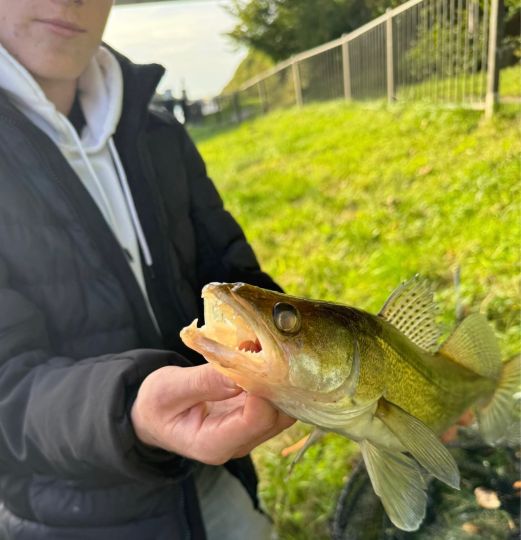 Zander-5