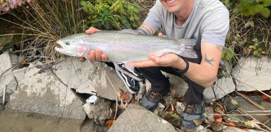 Regenbogenforelle