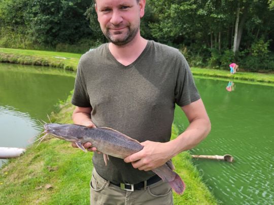 Afrikanischer Raubwels