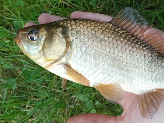 Karausche