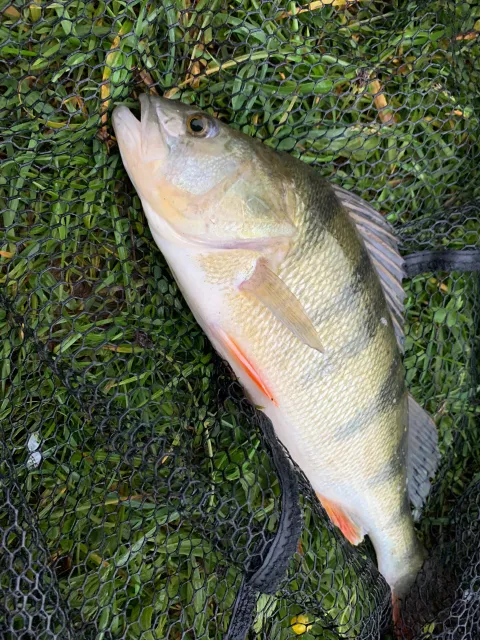 Flussbarsch