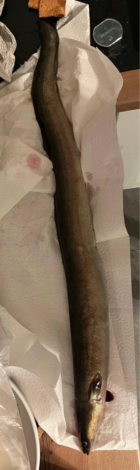 Aal