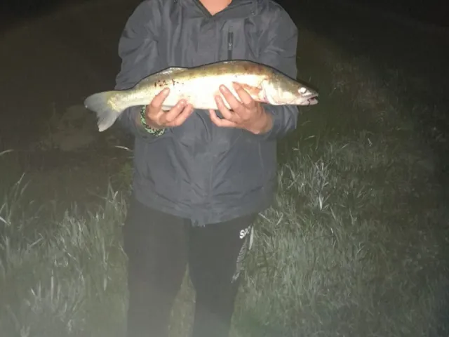 Zander