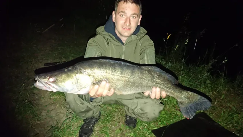 Zander