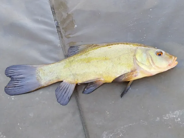 Schleie