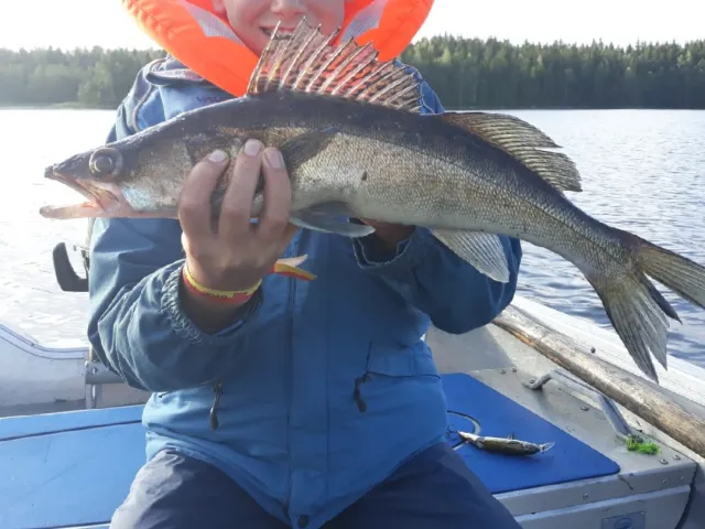 Zander