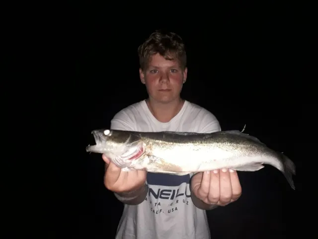 Zander