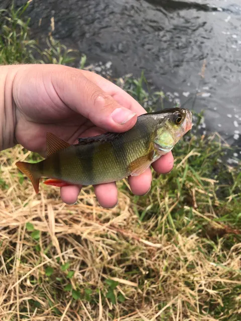 Flussbarsch