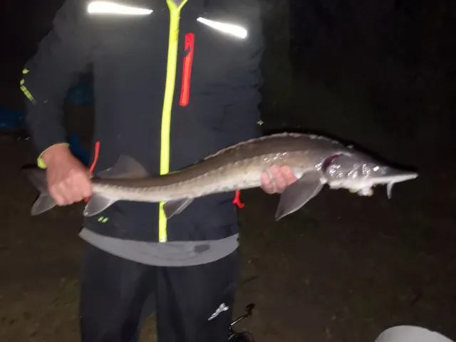 Stör