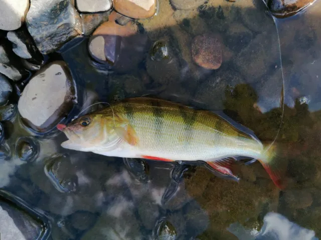 Flussbarsch