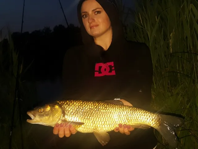 Döbel