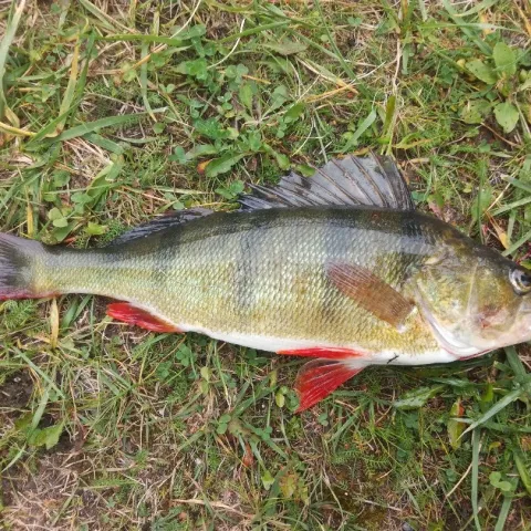 Flussbarsch