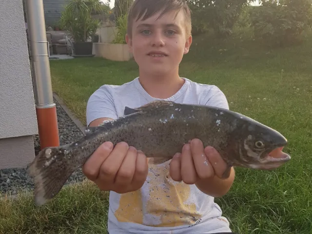Regenbogenforelle