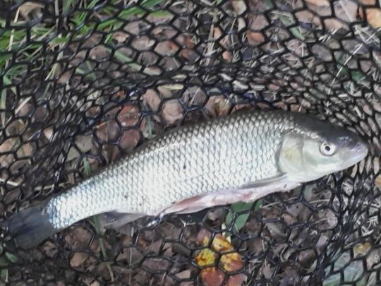 Döbel