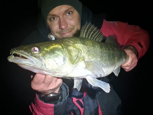 Zander
