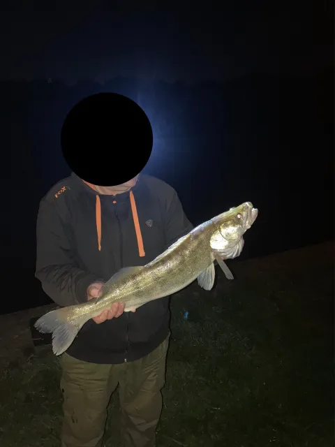 Zander