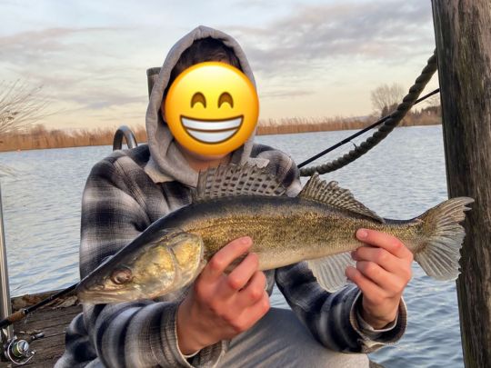 Zander
