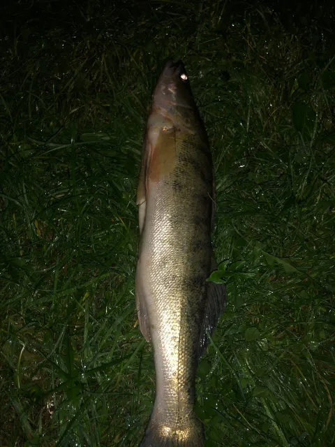 Zander