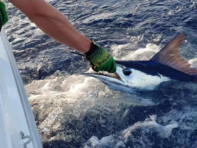 Marlin