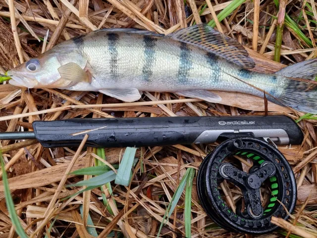 Wolgazander