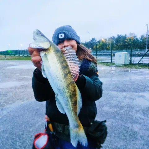 Zander