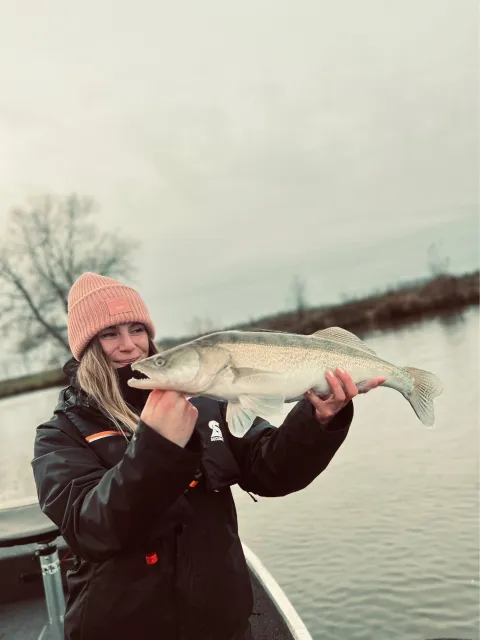 Zander