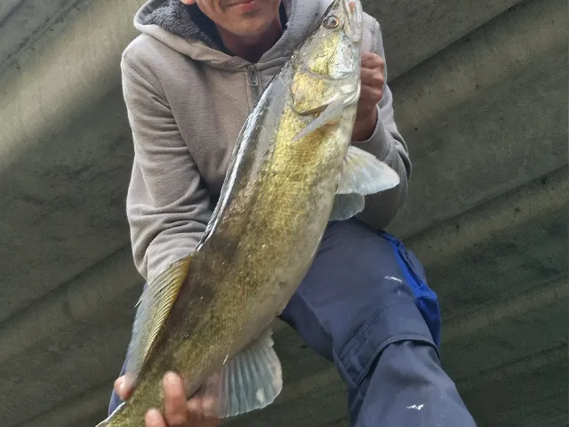 Zander
